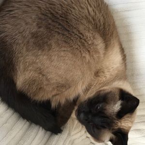 Meet your Posher, Susan